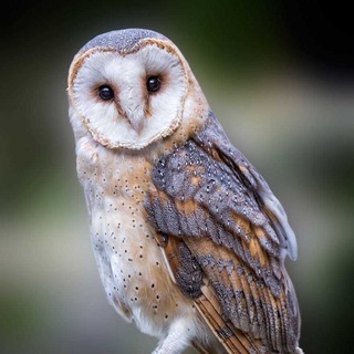 Telegram profile photo for СОВЫ 🦉