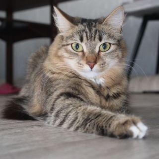 Telegram profile photo for супер Мотя