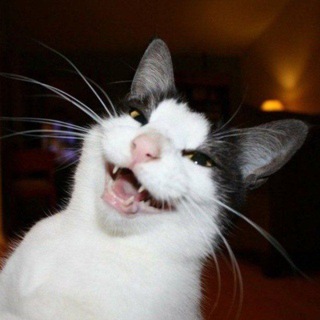 Telegram profile photo for Котики и юмор 😹