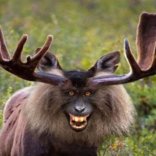 Telegram profile photo for Deershit