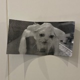 Telegram profile photo for щп верпи