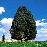 Telegram profile photo for سرو ایرانشهر۱ ایرانشهری ام https://t.me/Sarveiranshahr2mrahmati