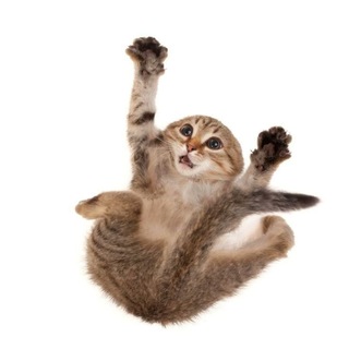 Telegram profile photo for васяляна в туалети.