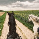 Telegram profile photo for دَهماء🐎
