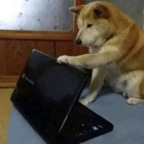 Telegram profile photo for смешная жёлтая собака