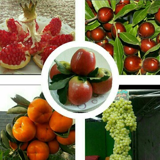 Telegram profile photo for نهالستان عبدی (عناب سیمرغ)