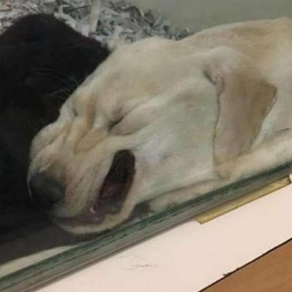 Telegram profile photo for Здесь будет щитпост