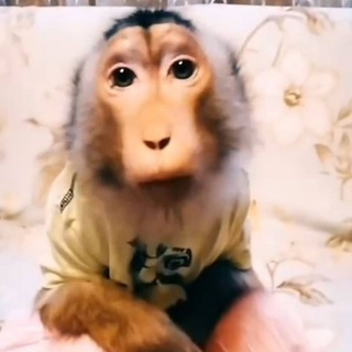 Telegram profile photo for гивки с бибизянами