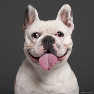 Telegram profile photo for weanOS