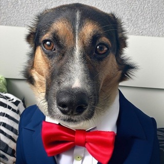Telegram profile photo for 💥Приключения Рея🐕
