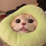 Telegram profile photo for цитати для inst🐥