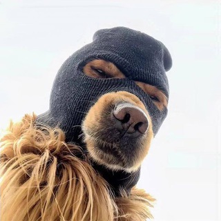 Telegram profile photo for $SKI Mask Dog - CTO Portal