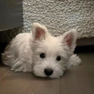 Telegram profile photo for 水の市场-🈲长广