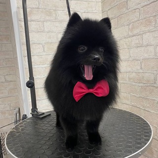 Telegram profile photo for Черный Шиложоп