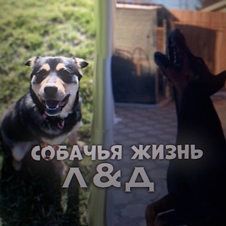 Telegram profile photo for L&D
