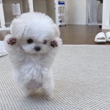 Telegram profile photo for baekgu🐩♥️