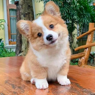 Telegram profile photo for Крошка корги