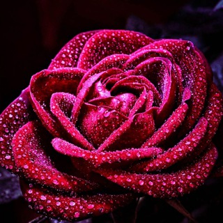 Telegram profile photo for 🕸بی حسی موقت 🕸 به قلم ریحانه کلانتری