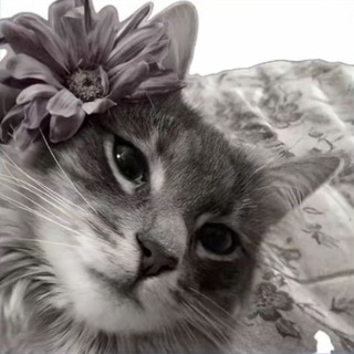 Telegram profile photo for kata kata aesthetic