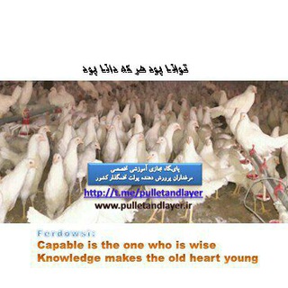 Telegram profile photo for تخصصی ترین کانال پرورش پولت و مرغ تخمگذار