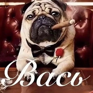 Telegram profile photo for кот носок трезвонит