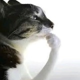 Telegram profile photo for рюкецу на приколе