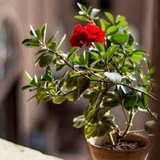 Telegram profile photo for دنیای مهرانه