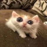Telegram profile photo for Щп кф хейт шароебланов