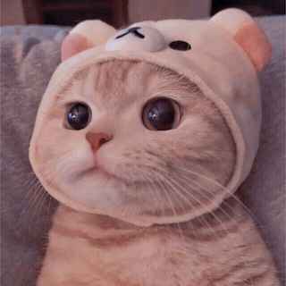 Telegram profile photo for 猫猫云VPN节点机场总频道