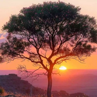 Telegram profile photo for 📝ጸጋዬ ይልማ