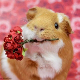 Telegram profile photo for Переходник хуец🤤🤤