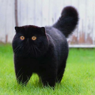 Telegram profile photo for КОТОНОВОСТИ 🐾