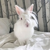Telegram profile photo for Random Buns