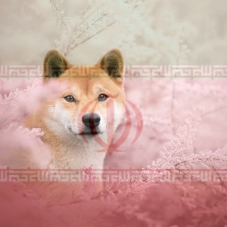 Telegram group profile photo for Shiba Inu Persian-official