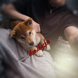 Telegram profile photo for Неадекватов Дендуска | закрыто