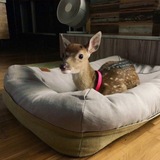 Telegram profile photo for ʍᴀᴦниᴛᴏɯᴀхᴛинᴄᴋᴀя ᴏбᴧᴀᴄᴛь