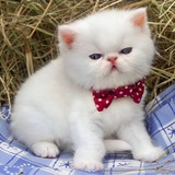 Telegram profile photo for Incredibly_beautiful