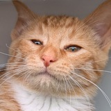 Telegram profile photo for кот на стол
