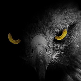 Telegram profile photo for BLACK BIRD UNCENSORED Canal