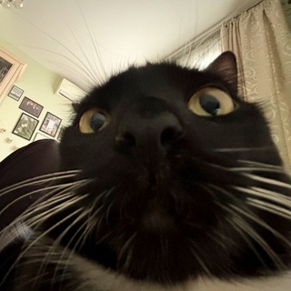 Telegram profile photo for filinova