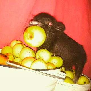 Telegram profile photo for сыктывкарский веган архив!
