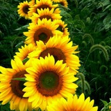 Telegram profile photo for مهارتهای زندگی *