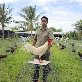 Telegram group profile photo for កសិដ្ឋាន ទ្រី សុីធុល គ្រុបដេញថ្លៃមាន់