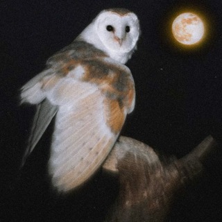 Telegram profile photo for reviews 🦉
