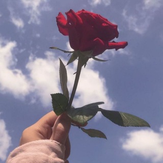 Telegram profile photo for ּا̍نۨــٽــۍۧ ڕآڦــٻۧــہ ღ °~