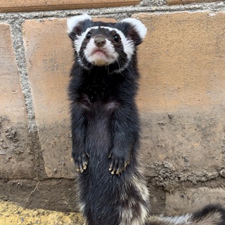 Telegram profile photo for SoledaR