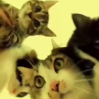 Telegram group profile photo for Котики мяукают