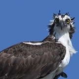 Telegram profile photo for The Great Huyte North
