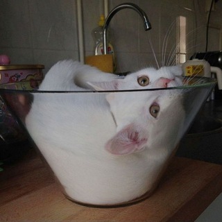Telegram profile photo for Liquid Cats