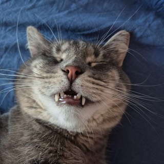 Telegram profile photo for I'm just a meme machine